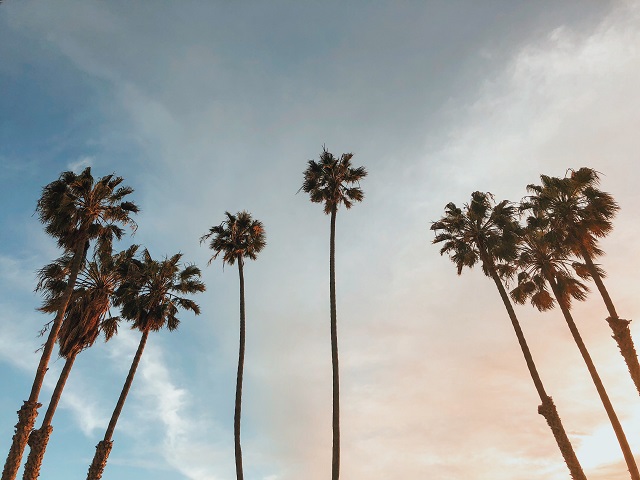 Palm trees in Laguna Hills, CA